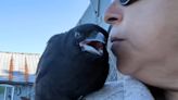 Woman shows off her ultra-affectionate pet CROW called Frankie