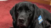 Memorial procession slated for Gibson, County Courthouse's late facility dog