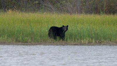 Shifting bear population could pose big problem for local farmers