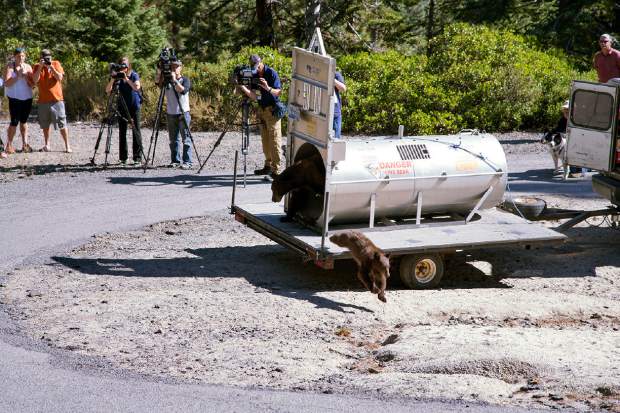 3rd problem bear from same mom’s littler euthanized at Tahoe