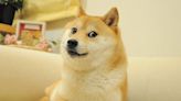 全球柴犬迷因始祖「Doge」本尊離世 本週日舉行送別會