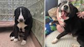 Fue adoptado como cachorro y abandonado 8 años después: la desgarradora historia de Max