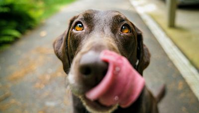 How Canadian restaurants are making money by offering menu items for pets