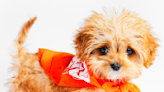 2024 Puppy Bowl: How to watch Team Ruff vs. Team Fluff go paw-to-paw for the Lombarky trophy today