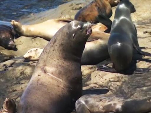 Pair of sea lions chase people, charge through crowds once again at California's La Jolla Cove