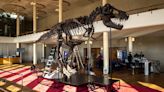A Rare T.Rex Skeleton Could Fetch Up to $9 Million at Auction This April