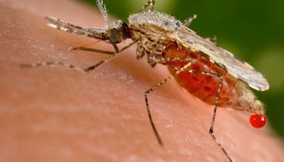 Una plaga de mosquitos afecta a 11 municipios: por qué siempre pican más a unos que a otros