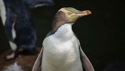 Shy penguin species wins New Zealand's Bird Of The Year after contest without the controversies of previous years