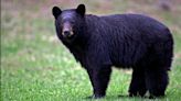 Searcy police warn residents to be on lookout after bear sighting