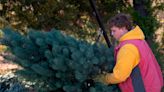 Want a Kansas-grown Christmas tree? Here are options within an hour’s drive of Wichita