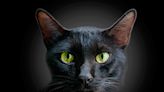 145 black cat names that are as unique as your feline