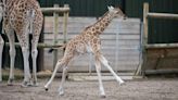 Baby giraffe's first outdoor zoomies at safari park