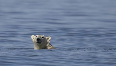 Polar bears could vanish from Canada’s Hudson Bay if temperatures rise 2C