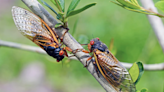 'Cicada-geddon' arrives in Wisconsin