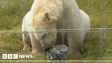 Ice blocks for Peak Wildlife Park's polar bears in hot weather