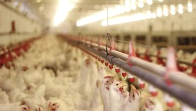 澳洲維多利亞省爆高致病性H7N9 港暫停進口禽類產品