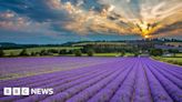 Kent lavender farm welcomes week early bloom