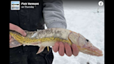 ‘Ugly fish’ caught in Vermont pond ignites debate. ‘Like it came out of an acid bath’