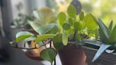 9 Indoor Houseplants that Are Nearly Impossible to Kill, According to Experts