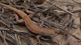 Dunes sagebrush lizard now an endangered species