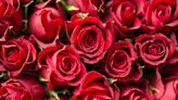 Rosas lideram vendas no Dia das Mães, o “Natal das flores”