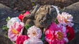 Camellias are the hidden 'gems' at this Wilmington cemetery