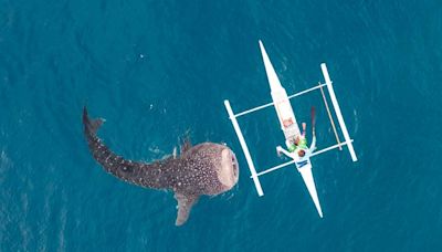 Nosy Be (Madagascar) : un hotspot pour les requins-baleines