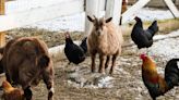 Naughty Goats Breaking Into Chicken Coop Are Hilariously Rebellious