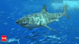 Most dangerous and deadliest shark species | - Times of India