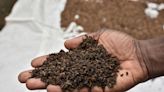 Orphans in Congo fed palm weevil larvae in bid to beat malnutrition