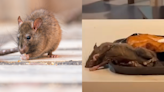 Rise in rat sightings in Singapore caused by higher rainfall, warmer temperatures, exposed food waste and improper trash disposal, say pest controllers