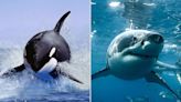 Orca Whale Spotted Killing Great White Shark in Under 2 Minutes in 'Unprecedented' Attack