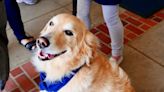 Hearts melt as golden retriever gets a ceremony for graduating chemotherapy