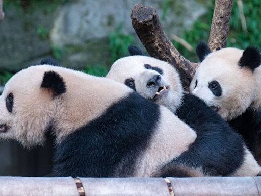 San Francisco will get its own giant pandas, Mayor Breed announces