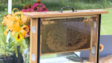 UT Gardens celebrates Pollinator Week with 'Garden Buzz' event - WBBJ TV