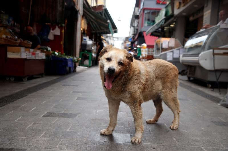 Turkey's main opposition party applies to cancel law targeting stray dogs