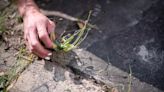 Kill gravel weeds with better kitchen item than vinegar that really gets rid of them