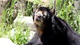 Saint Louis Zoo Faces Bear Breakout and Lockdown