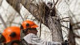 Rescuers Do The Sweetest Thing For Baby Owl Who Fell From Nest