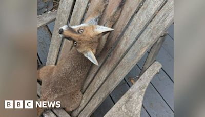 Reigate: Fox cub freed after getting stuck in a garden chair