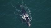 Cape Cod Canal shut down Sunday to make way for right whale mom, calf