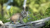 Mama Bobcat and Her Kittens Move Into Family’s Backyard and It’s Adorable Chaos