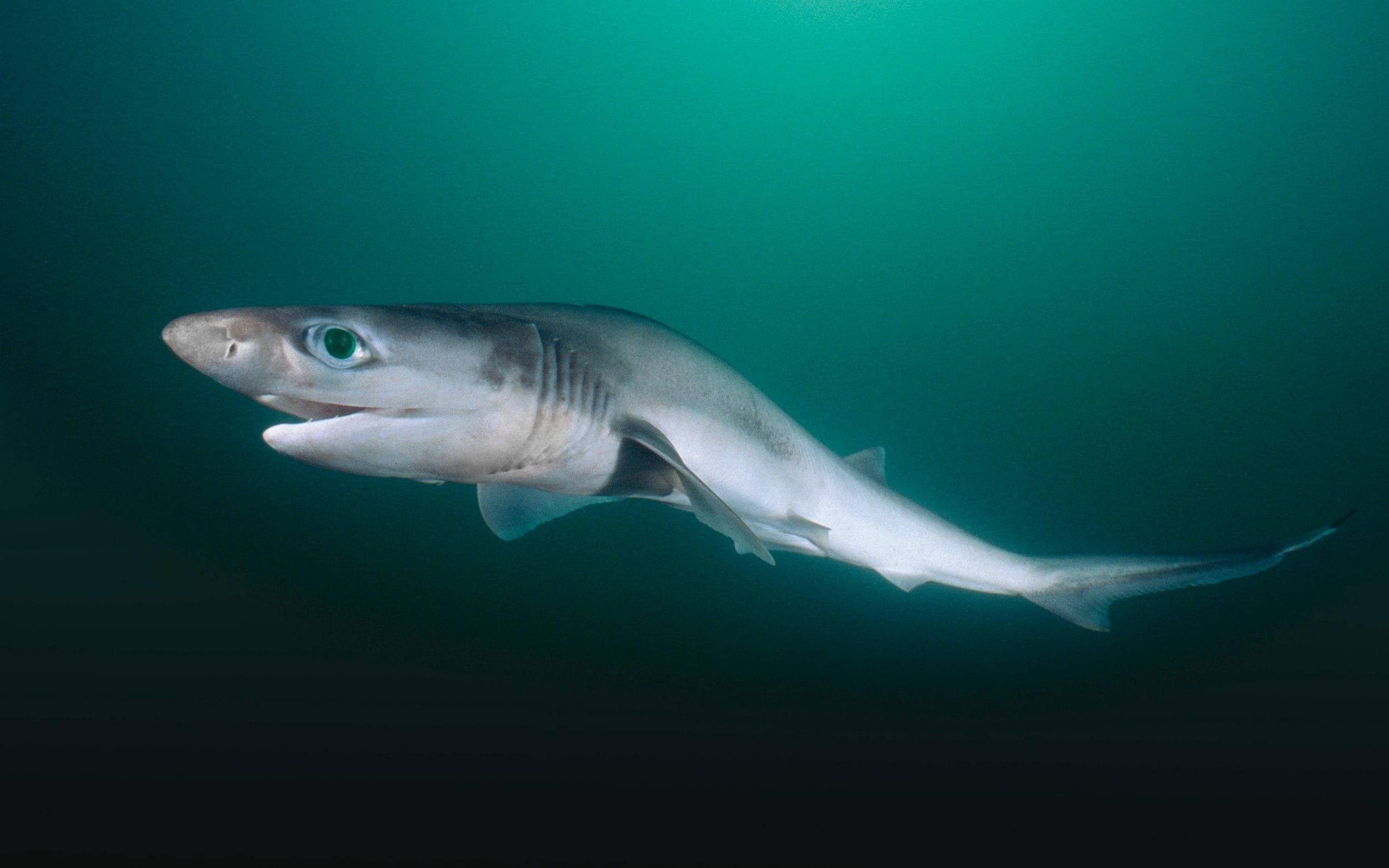 ‘Cocaine sharks’ throng Brazilian waters as drug enters ecosystem