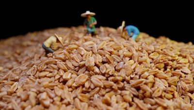 China approves first gene-edited wheat in step to open up GM tech to food crops