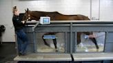 Vet details specialized treatment for equine athletes