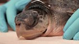 13 cold, stunned sea turtles from New England given holiday names as they rehab in Florida