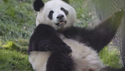 The panda-drought ends in California as San Diego Zoo's new arrivals welcome visitors