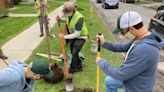 Burlington's tree canopy can help cool the city, reduce carbon and even save money