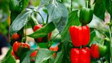 The Best Companion Plants for Peppers, Plus Tips to Ensure a Flourishing Crop