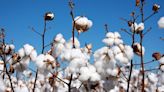 cotton fell since both production and consumption have decreased globally.